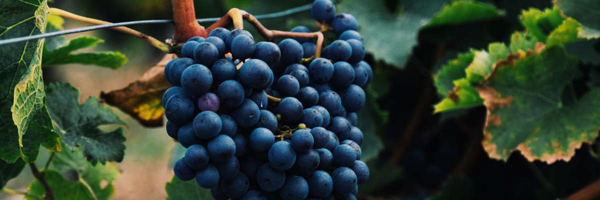 17 апреля - день рождения Мальбек в Аргентине