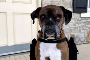 Четвероногая доставка. Как собака доставляет вино во время карантина