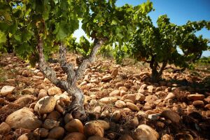 Что такое терруарное вино