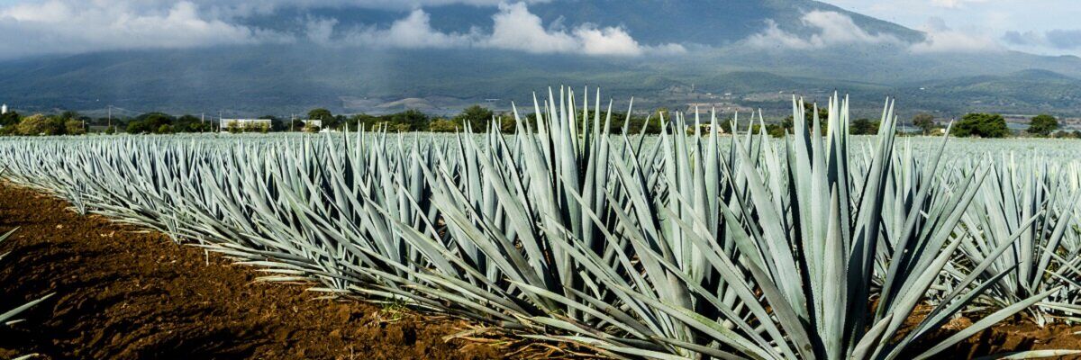 Как изменится экспорт текилы в 2020 году