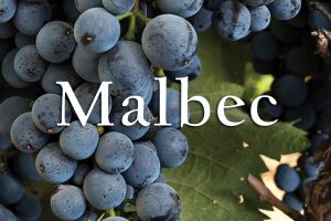 Мальбек: все, что нужно знать