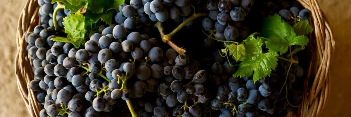 Nero d&rsquo;Avola: что это за вино? Как выбрать&nbsp;Неро д&rsquo;Авола?