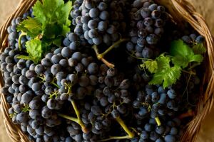 Nero d’Avola: что это за вино? Как выбрать Неро д’Авола?