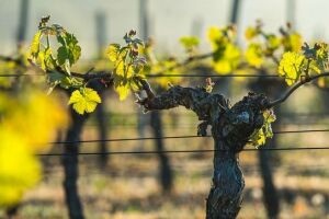 Как глобальное потепление может навсегда изменить винную карту мира